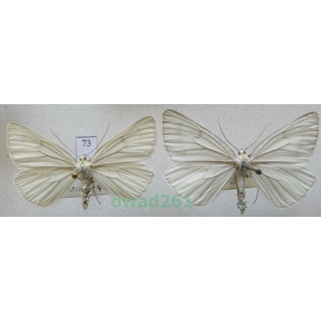 Siona lineata (Scopoli, 1763) pair Czech73